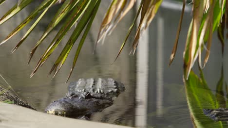 Alligator-Ruht-Am-Flussufer