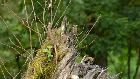Acorn-Woodpecker-hammering-away-at-a-tree-stump-in-Costa-Rica