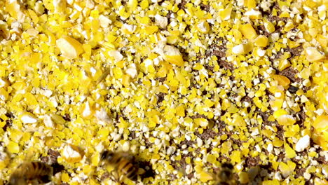 Europäische-Biene-Sammelt-Maisstaub,-Aufgrund-Der-Wenigen-Blüten-Ersetzt-Der-Kornstaub-Den-Pollen