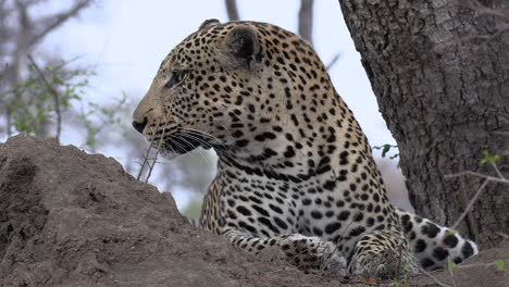 Nahaufnahme-Eines-Leoparden,-Der-Etwas-Hört-Und-Sich-Aufsetzt-Und-Umschaut