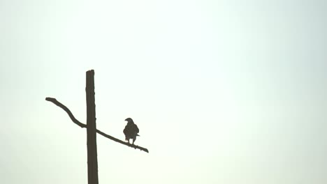 A-pair-of-red-tailed-hawks-perching-on-a-utility-post