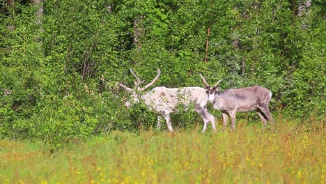 Reindeers-browsing-at-the-edge-of-a-Swedish-forest