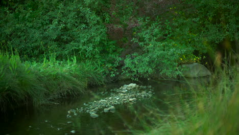 Creek-in-a-bushy-forest
