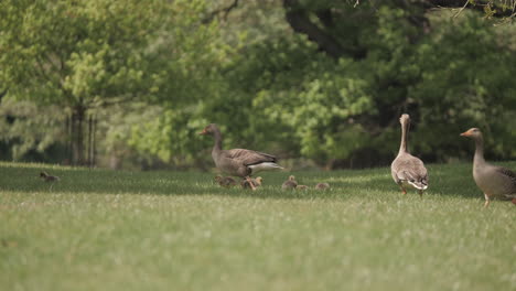 Geese-family-gaggle-in-the-wild-walking-out-of-water-onto-grass-with-goslings