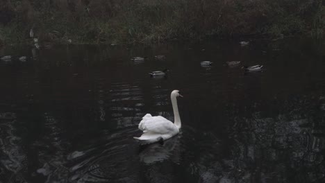 Graceful-single-swan-floats-on-water-with-ducks-wide-shot