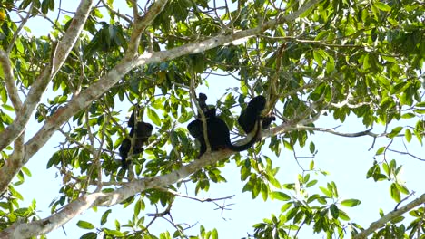 Mantled-howler-monkey-family-and-baby-relaxing-together-in-a-leafy-tree