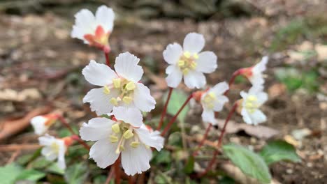Oconee-Bells-Flowering-in-the-Appalachian-Mountains