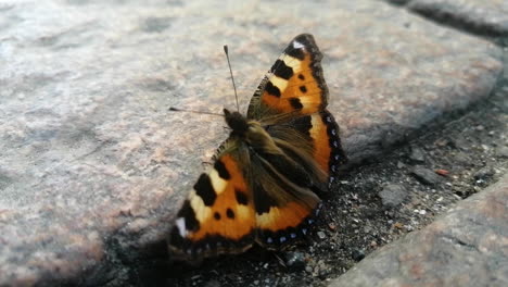Close-up-of-butterfly-crawling-slowly-over-stone-on-the-ground