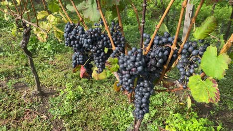 Black-grapes-in-the-vineyard
