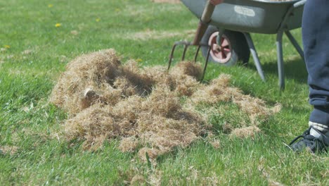 Collecting-dry-grass-with-pitchfork-filling-wheelbarrow-CLOSE-UP