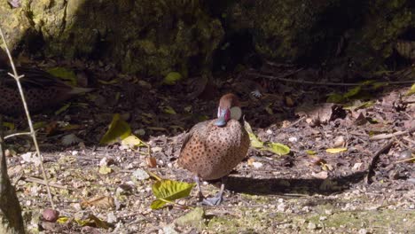 Close-up-shot-of-shore-duck-sunbathing,-red-beak-brown-plumage