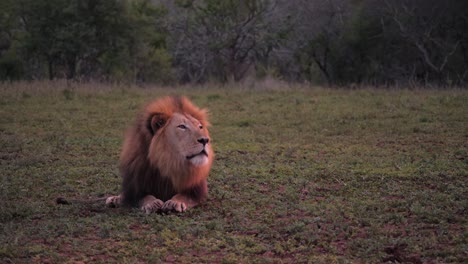 Entzückender-Männlicher-Afrikanischer-Löwe-Brüllt-Oft-Und-Starrt-Direkt-In-Die-Kamera