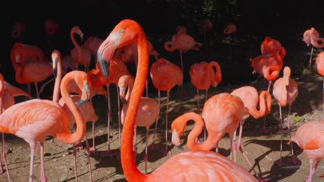 Close-up-shot-of-flamingos-in-their-natural-habitat,-beautiful-view