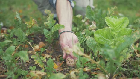 Harvesting-pulling-single-organically-grown-turnip-from-soil