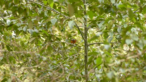 Orange-Crowned-Oriole-perched-on-a-leafy-tree-in-Panama