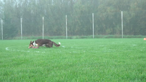 Obedient-Dog-Jumps-And-Tries-To-Catch-Frisbee-Disc-At-The-Playground-Field-On-A-Foggy-Morning---wide-shot,-slow-motion
