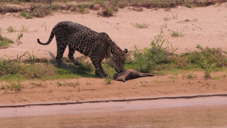 Jaguar-grabs-dead-carcass-at-the-river-edge-in-Brazil