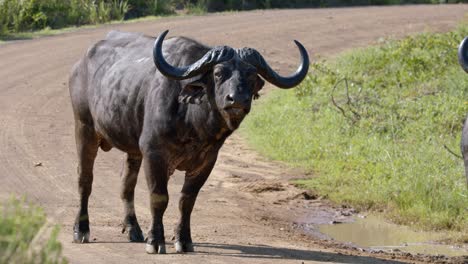 Afrikanischer-Kaffernbüffel,-Nahaufnahme-In-Zeitlupe