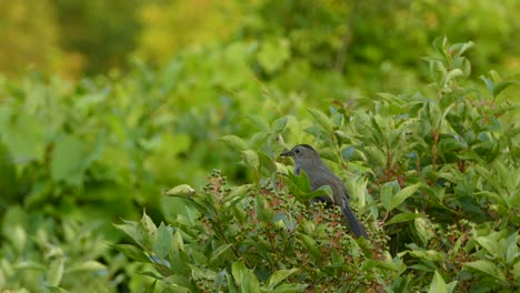 Grey-bird-taking-off-a-green-tree-branch-with-a-blurred-background