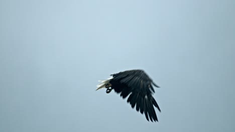 águila-Calva-Volando-Bajo-El-Cielo,-Fotograma-Completo-A-Cámara-Lenta