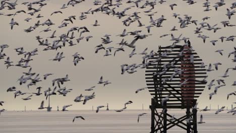 A-huge-flock-of-wild-snow-geese-flying-around-a-radio-antenna-in-Richmond-wetlands