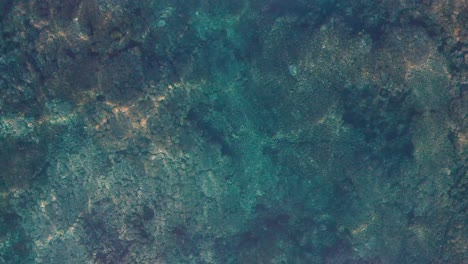 Kolonien-Von-Polypen,-Die-Das-Korallenriff-In-Den-Gewässern-Von-Fidschi-Bilden---Draufsicht