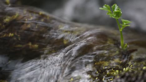 river-stream-close-up-with-a-bud-sprout-growing-in-the-water