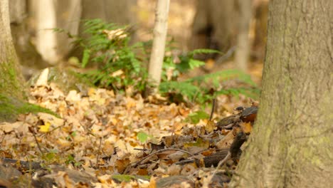 Wildes-Amerikanisches-Rotkehlchen-In-Einer-Wunderschönen-Herbstlandschaft,-Singvogel-Im-Naturwald