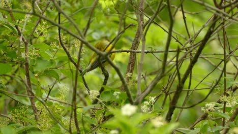 Yellow-and-green-bird-with-black-striped-wings-cleaning-itself-before-taking-off-from-the-middle-of-the-second-growth-of-a-forest