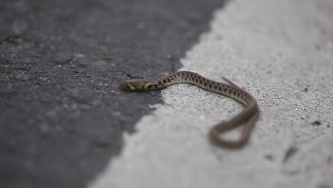 Little-snake-by-the-side-of-the-highway