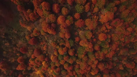 Breathtaking-Moments-Fly-Over-Vivid-Forest-with-Colorful-Trees-in-Autumn-Season-Clouds-Moving-Fast-Shot-Like-a-Bird-on-Campsite-in-Wild-Nature-and-Mountain-Forest-Hiking-in-Cold-October-in-Sunset-time