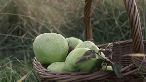 Basket-of-ripe-green-apples-in-meadow-close-up-tilting-shot