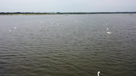 White-swan-flock-swimming-at-lagoon-on-Domaine-de-Graveyron-nature-preserve-France,-Aerial-flyover-shot