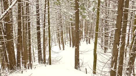 Der-Waldboden-In-Einem-Kiefernwald,-Der-Mit-Weißem-Schnee-Bedeckt-Ist,-Mit-Einer-Dünnen-Schicht-Auf-Den-Zweigen