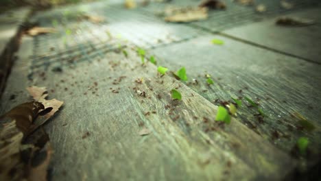 Leafcutter-Ants-Walking-Across-Wooden-Boardwalk-In-Jungle