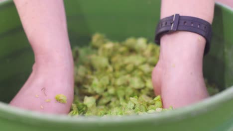 A-brewer-checks-the-quality-of-a-batch-of-hops-for-brewing-beer