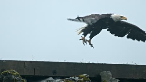 American-Bald-Eagle,-Close-Up-Slow-Motion