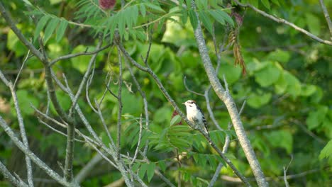 Pájaro-Carpintero-Suave-Picoteando-En-Una-Rama-De-Madera-Con-Un-Fondo-Verde-Borroso,-Concepto-De-Conservación