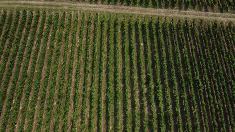 Flying-above-Rows-of-Red-Wine-Grapes-of-a-Vineyard-in-Baden-Wuerttemberg,-Germany---Aerial-View