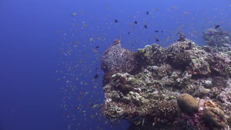 A-La-Deriva-A-Lo-Largo-De-Arrecifes-De-Coral-Tropicales-Con-Un-Océano-Azul-Profundo