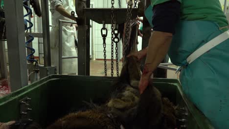 Workers-skinning-horses-in-slaughterhouse-skins-in-container