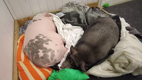Riesige-Haustierschweine,-Die-Zusammen-Schlafen