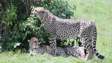 Cheetah-family-at-the-Kargi-Kenya-preserve-shielding-from-the-sun-under-tree,-Handheld-shot
