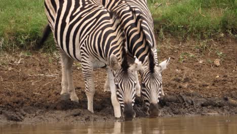 Three-Zebra-drinking-from-muddy-African-pond-are-suddenly-spooked