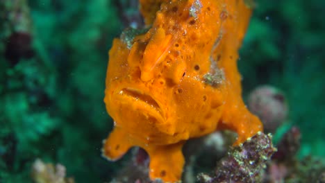 Orangefarbener-Anglerfisch,-Der-Auf-Tropischem-Korallenriff-Sitzt