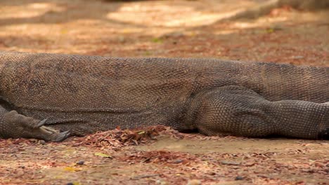 Old-Komodo-dragon-slumped-on-the-ground-cooling-down-from-the-harsh-Indonesian-Sun---Medium-close-up-Pan-shot