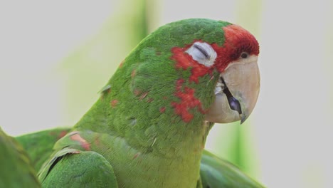 Close-up-of-a-sleepy-green-and-red-mitred-parakeet-with-its-eyes-closed-between-birds-resting-in-nature