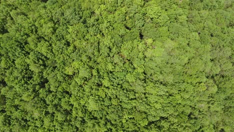 Lush-green-evergreen-pine-forest-in-Kragilan-Magelang-Indonesia-aerial-top-view