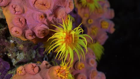 Einzelne-Gelbe-Gänseblümchenkoralle-Am-Korallenriff-In-Der-Nacht