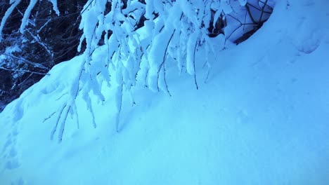 Äste-Voller-Schnee,-Die-Im-Winter-In-Österreich-Den-Boden-Berühren